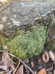 Cladonia coniocraea