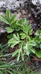 Corydalis intermedia