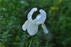 Iris albicans