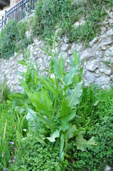 Rumex patientia