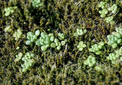 Sedum dasyphyllum