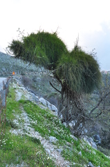 Ephedra foeminea
