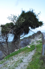 Ephedra foeminea