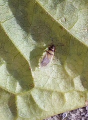 Oxycarenus pallens