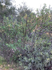 Ribes malvaceum malvaceum