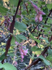 Ribes malvaceum malvaceum