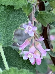 Ribes malvaceum malvaceum