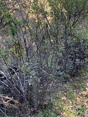 Ribes malvaceum malvaceum