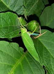 Zabalius ophthalmicus