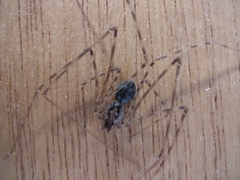 Scytodes globula