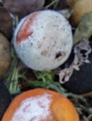 Penicillium digitatum