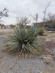 Dasylirion cedrosanum