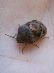 Stethaulax marmorata