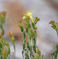 Ericameria discoidea discoidea