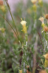 Ericameria discoidea discoidea