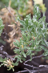 Ericameria discoidea discoidea