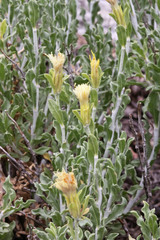 Ericameria discoidea discoidea