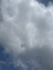 Falco novaeseelandiae