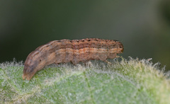 Mythimna