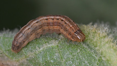 Mythimna