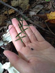 Galium uniflorum