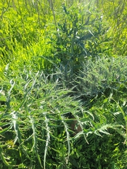 Cynara cardunculus