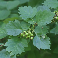Crataegus sanguinea