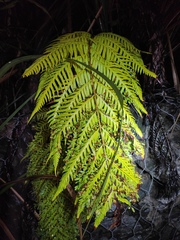 Woodwardia prolifera