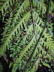 Woodwardia prolifera