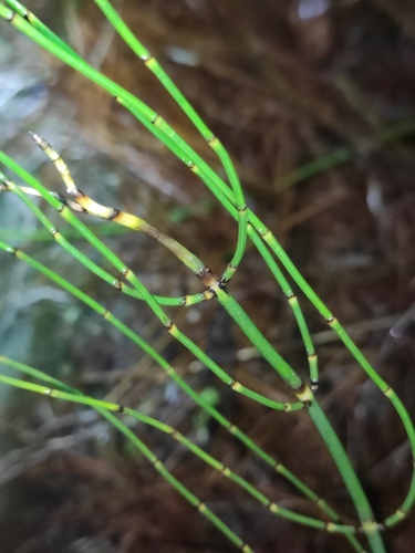 Branched Horsetail