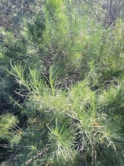 Artemisia californica