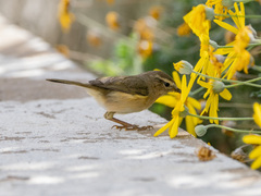 Phylloscopus canariensis