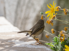 Phylloscopus canariensis