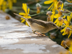 Phylloscopus canariensis