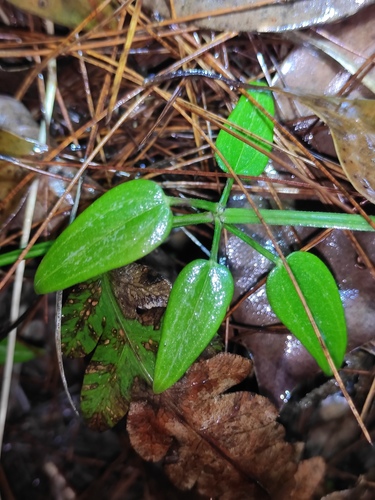 Rubia cordifolia iNat (2)