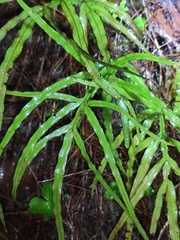 Pteris multifida