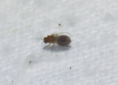 Simuliidae