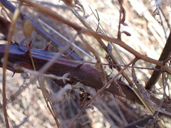 Neolasioptera nodulosa