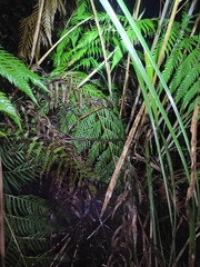 Woodwardia prolifera