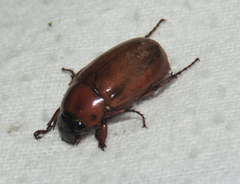 Cyclocephala