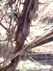 Neolasioptera nodulosa