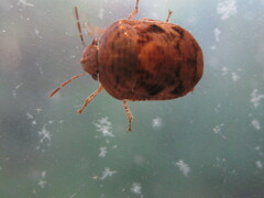 Stethaulax marmorata