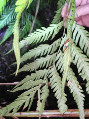 Woodwardia prolifera
