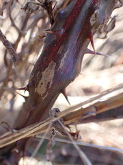 Neolasioptera nodulosa