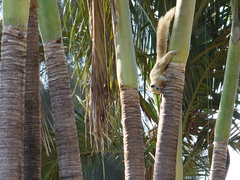 Callosciurus finlaysonii