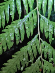 Woodwardia prolifera