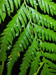 Woodwardia prolifera