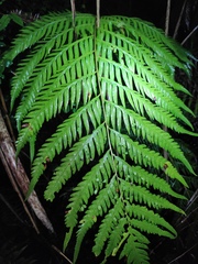 Woodwardia prolifera