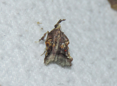 Clydonopteron sacculana