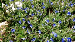 Veronica cuneifolia